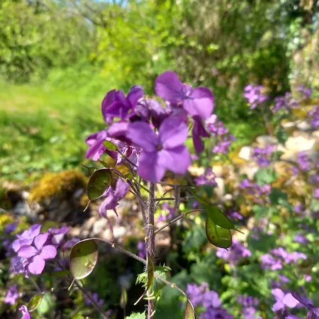 بيت للعطل Le Moulin De Payrot Laburgade